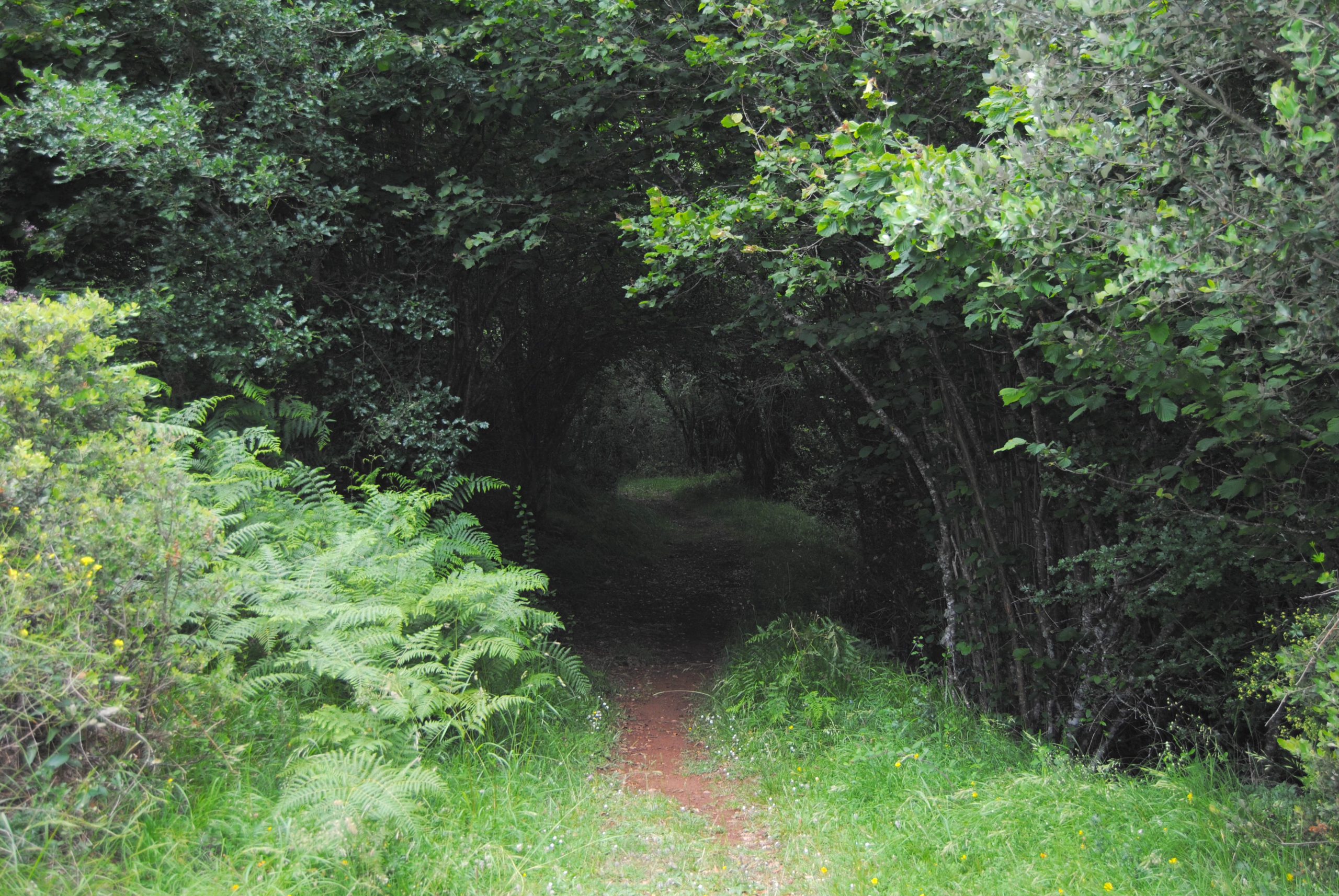 Parque Natural de Somiedo.