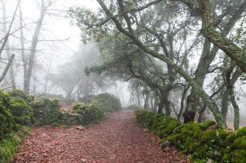 20231209-EL-CASTANAR-3