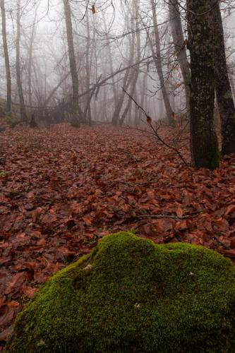20231209-EL-CASTANAR-9