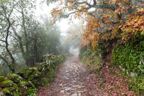 Strolling through El Castañar